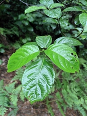 Clerodendrum cyrtophyllum