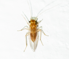 Hemipsocus chloroticus
