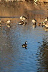 Branta canadensis