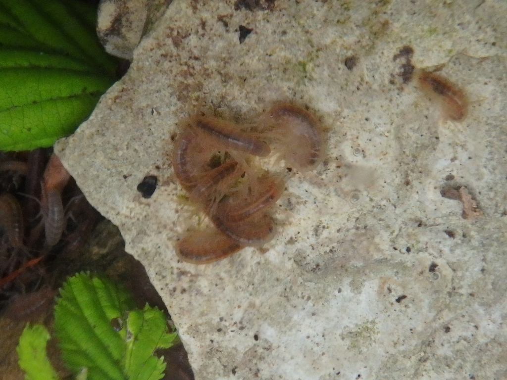 Gammarus komareki