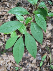 Litsea pungens