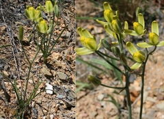 Albuca longipes