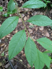 Litsea pungens