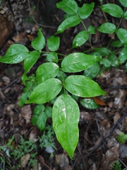 Derris fordii