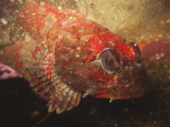 Hemilepidotus hemilepidotus