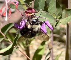 Xylocopa tabaniformis