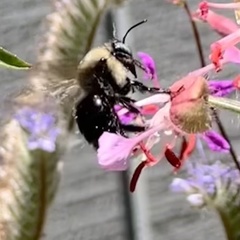 Xylocopa tabaniformis