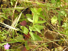 Scutellaria californica