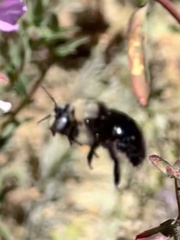 Xylocopa tabaniformis