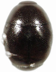 Acritus nigricornis
