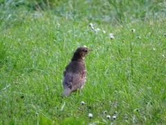 Turdus philomelos
