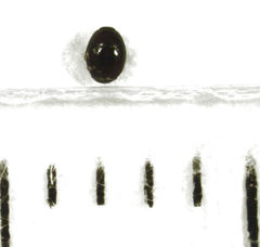 Acritus nigricornis