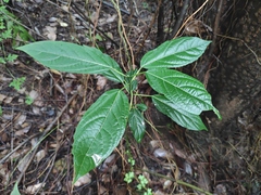 Clerodendrum cyrtophyllum