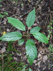 Clerodendrum cyrtophyllum
