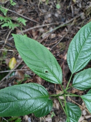 Clerodendrum cyrtophyllum