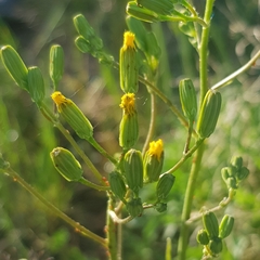 Crepis pulchra