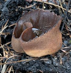 Plicaria endocarpoides