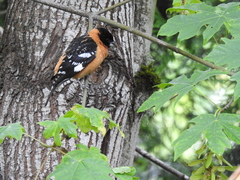 Pheucticus melanocephalus