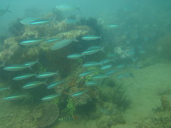 Pterocaesio tessellata
