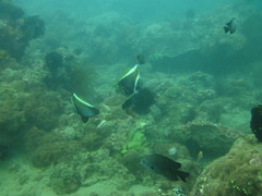 Heniochus varius