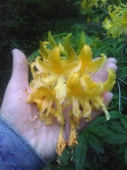 Rhododendron luteum
