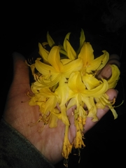 Rhododendron luteum