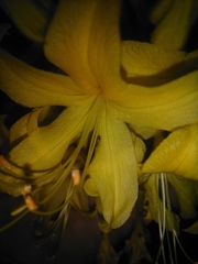 Rhododendron luteum