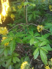 Rhododendron luteum