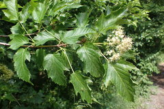 Torminalis glaberrima