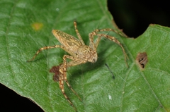 Hamadruas hieroglyphica