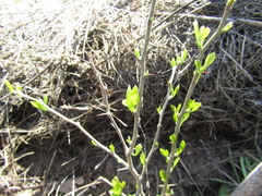 Maclura tricuspidata