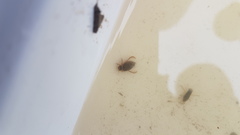 Lancetes lanceolatus