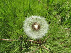 Taraxacum proximum