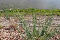 Linaria genistifolia