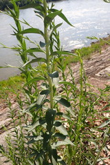 Linaria genistifolia