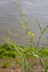 Linaria genistifolia