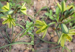 Albuca suaveolens