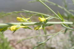 Linaria genistifolia