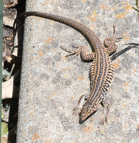 iNaturalist observation photo of California Whiptail