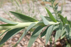 Linaria genistifolia