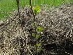 Maclura tricuspidata