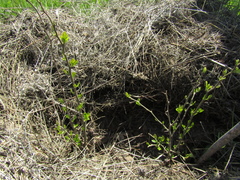 Maclura tricuspidata