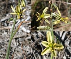 Albuca suaveolens