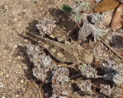 Spharagemon cristatum