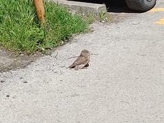 Otus scops