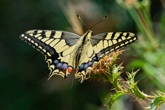 Papilio machaon