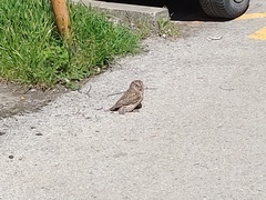 Otus scops