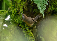 Pheugopedius rutilus
