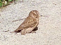 Otus scops