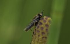 Odontomyia tigrina